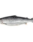 Saumon darne 200g - vue détail - Poissonnerie Khachane Bruxelles
