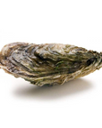 Holle oesters van Marennes d'Oléron