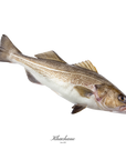 Cabillaud darne 200g - vue détail - Poissonnerie Khachane Bruxelles