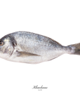 Daurade Royale entière fraîche - Poissonnerie Khachane Bruxelles