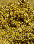Keizerlijke gouden kaviaar