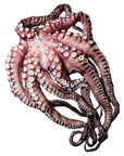 Octopus