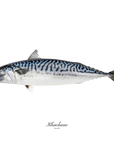 Fresh mackerel 400g